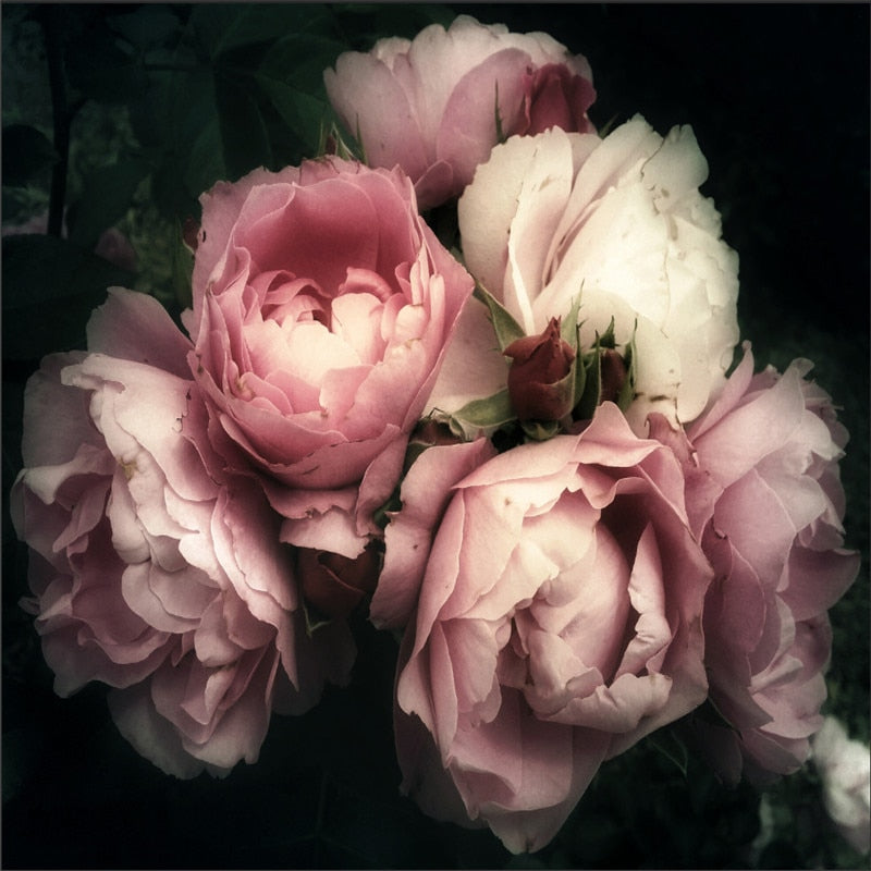 Beautiful Pink Rose Vintage Wallpaper